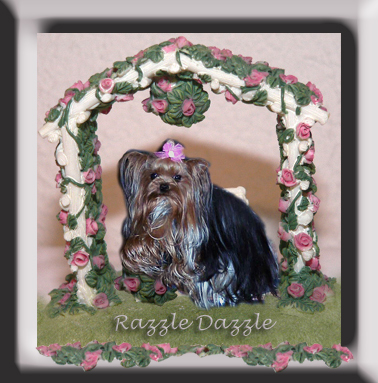 Yorkies for sale in texas, baby doll yorkies party yorkies, parti yorkies, yorkie puppies for sell, yorky for sale, yorky breeder, 