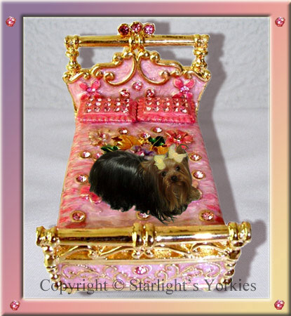 Yorkies for sale in texas, baby doll yorkies party yorkies, parti yorkies, yorkie puppies for sell, yorky for sale, yorky breeder, 