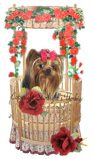 Yorkies for sale in texas, baby doll yorkies party yorkies, parti yorkies, yorkie puppies for sell, yorky for sale, yorky breeder, 