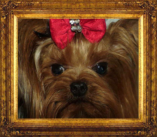 Yorkies for sale in texas, baby doll yorkies party yorkies, parti yorkies, yorkie puppies for sell, yorky for sale, yorky breeder, 