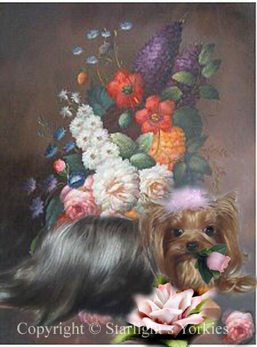 Yorkies for sale in texas, baby doll yorkies party yorkies, parti yorkies, yorkie puppies for sell, yorky for sale, yorky breeder, 