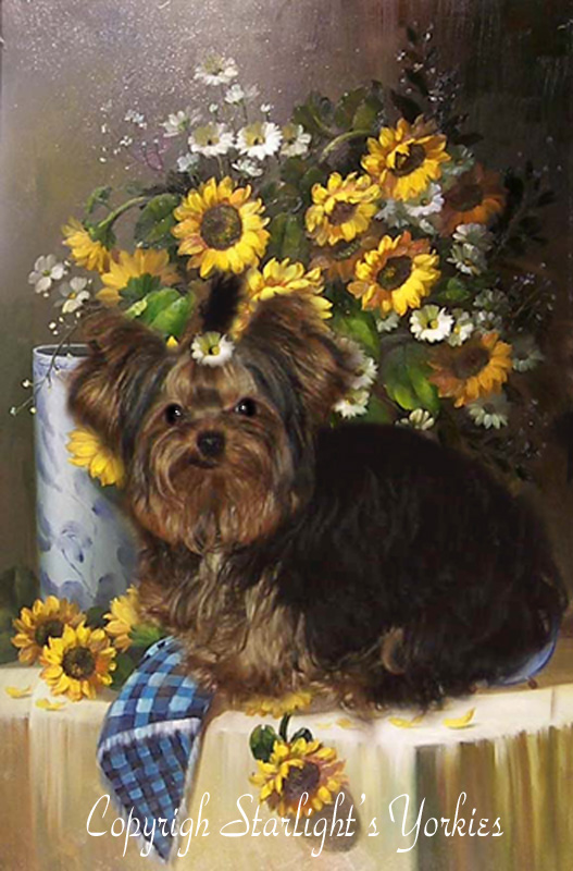 yorkie puppies for sale, yorkshire terrier, texas, party yorkies, parti yorkies, yorkie puppies for sale, yorky puppies, yorky breeder, yorkie breeder, teacup yorky,teacup