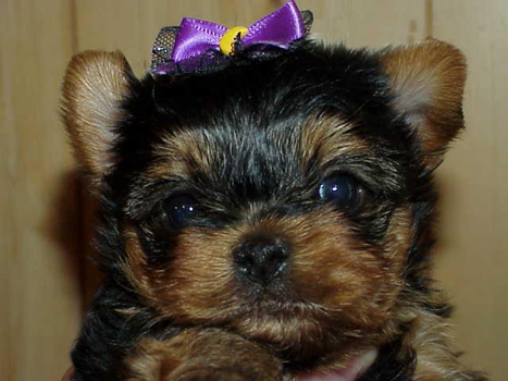 yorkie puppies for sale, yorkshire terrier, texas, party yorkies, parti yorkies, yorkie puppies for sale, yorky puppies, yorky breeder, yorkie breeder, teacup yorky,teacup