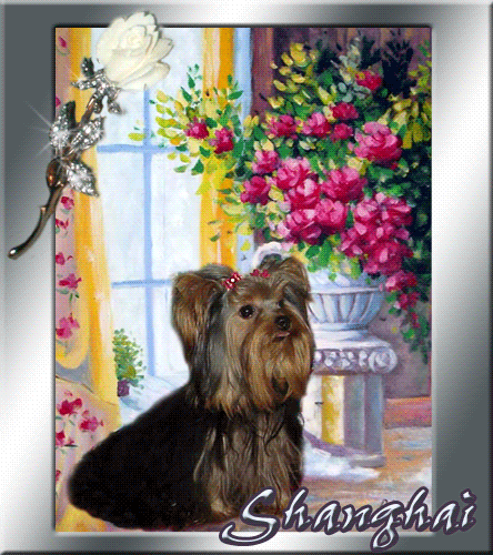 yorkie puppies for sale, yorkshire terrier, texas, party yorkies, parti yorkies, yorkie puppies for sale, yorky puppies, yorky breeder, yorkie breeder, teacup yorky,teacup