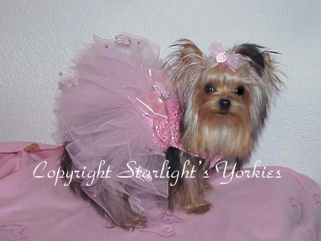 yorkie for sale, texas,dal