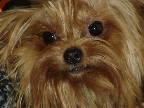 yorkies for sale,yorkie breeders, teacup yorkies for sale, maltese for sale, yorkshire terrier for sale texas, yorky for sale texas,baby doll face yorkies for sale