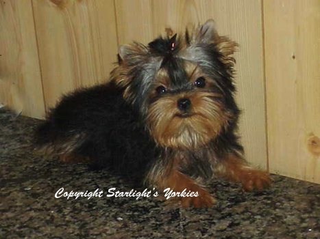 yorkie for sale, texas,dall