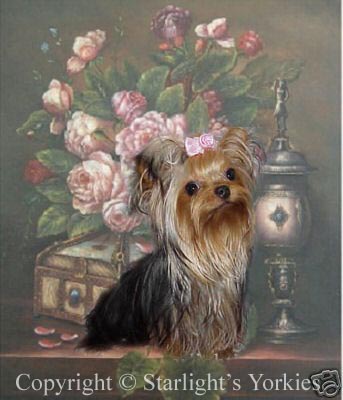 yorkie puppies for sale, yorkshire terrier, texas, party yorkies, parti yorkies, yorkie puppies for sale, yorky puppies, yorky breeder, yorkie breeder, teacup yorky,teacup