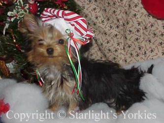 Yorkies for sale in texas, baby doll yorkies party yorkies, parti yorkies, yorkie puppies for sell, yorky for sale, yorky breeder, 