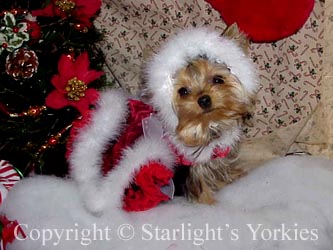Yorkies for sale in texas, baby doll yorkies party yorkies, parti yorkies, yorkie puppies for sell, yorky for sale, yorky breeder, 