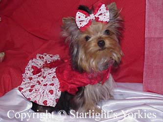 Yorkies for sale in texas, baby doll yorkies party yorkies, parti yorkies, yorkie puppies for sell, yorky for sale, yorky breeder, 