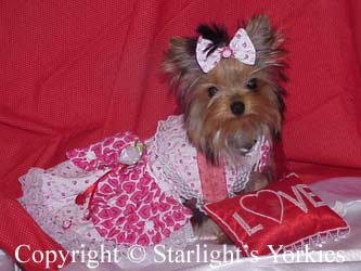 Yorkies for sale in texas, baby doll yorkies party yorkies, parti yorkies, yorkie puppies for sell, yorky for sale, yorky breeder, 