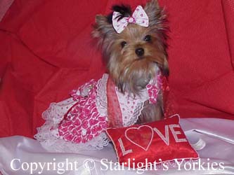 Yorkies for sale in texas, baby doll yorkies party yorkies, parti yorkies, yorkie puppies for sell, yorky for sale, yorky breeder, 