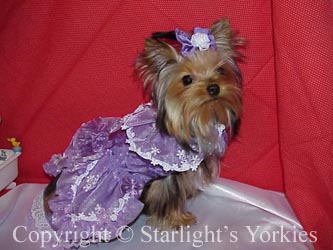 Yorkies for sale in texas, baby doll yorkies party yorkies, parti yorkies, yorkie puppies for sell, yorky for sale, yorky breeder, 