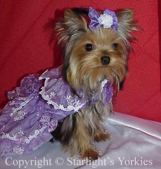 Yorkies for sale in texas, baby doll yorkies party yorkies, parti yorkies, yorkie puppies for sell, yorky for sale, yorky breeder, 