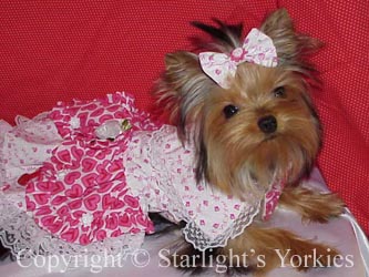 Yorkies for sale in texas, baby doll yorkies party yorkies, parti yorkies, yorkie puppies for sell, yorky for sale, yorky breeder, 