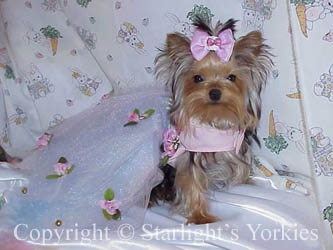 Yorkies for sale in texas, baby doll yorkies party yorkies, parti yorkies, yorkie puppies for sell, yorky for sale, yorky breeder, 