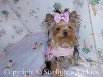 Yorkies for sale in texas, baby doll yorkies party yorkies, parti yorkies, yorkie puppies for sell, yorky for sale, yorky breeder, 