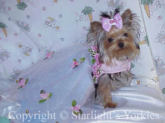 Yorkies for sale in texas, baby doll yorkies party yorkies, parti yorkies, yorkie puppies for sell, yorky for sale, yorky breeder, 