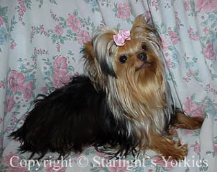Yorkies for sale in texas, baby doll yorkies party yorkies, parti yorkies, yorkie puppies for sell, yorky for sale, yorky breeder, 