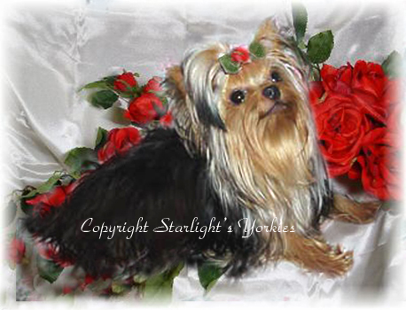 yorkie puppies for sale, yorkshire terrier, texas, party yorkies, parti yorkies, yorkie puppies for sale, yorky puppies, yorky breeder, yorkie breeder, teacup yorky,teacup