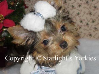 Yorkies for sale in texas, baby doll yorkies party yorkies, parti yorkies, yorkie puppies for sell, yorky for sale, yorky breeder, 