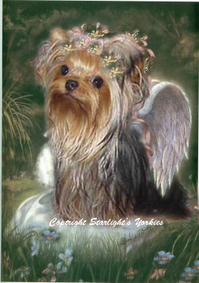 yorkie puppies for sale, yorkshire terrier, texas, party yorkies, parti yorkies, yorkie puppies for sale, yorky puppies, yorky breeder, yorkie breeder, teacup yorky,teacup