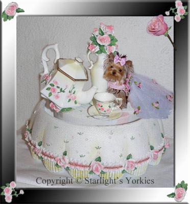 Yorkies for sale in texas, baby doll yorkies party yorkies, parti yorkies, yorkie puppies for sell, yorky for sale, yorky breeder, 