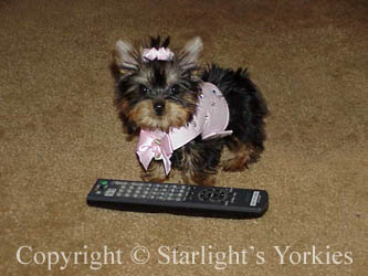 Yorkies for sale in texas, baby doll yorkies party yorkies, parti yorkies, yorkie puppies for sell, yorky for sale, yorky breeder, 