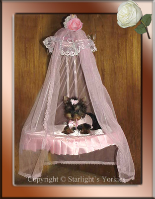 Yorkies for sale in texas, baby doll yorkies party yorkies, parti yorkies, yorkie puppies for sell, yorky for sale, yorky breeder, 