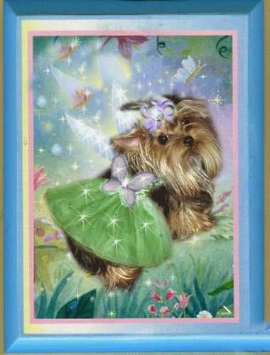 yorkie puppies for sale, yorkshire terrier, texas, party yorkies, parti yorkies, yorkie puppies for sale, yorky puppies, yorky breeder, yorkie breeder, teacup yorky,teacup
