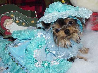 orkie puppies for sale, y