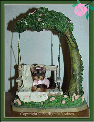 Yorkies for sale in texas, baby doll yorkies party yorkies, parti yorkies, yorkie puppies for sell, yorky for sale, yorky breeder, 