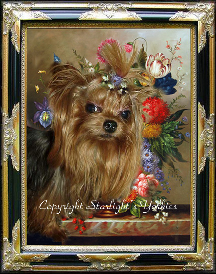baby doll yorkies ,party yorkies, parti yorkies, yorkie puppies for sell, yorky for sale, yorky breeder, Yorkies for sale in texas, baby doll yorkies party yorkies, parti yorkies, yorkie puppies for sell, yorky for sale, yorky breeder,