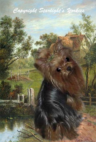 Yorkies for sale in texas, baby doll yorkies party yorkies, parti yorkies, yorkie puppies for sell, yorky for sale, yorky breeder,