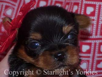 kies for sale, yorky for sale, party yorkies for sale, maltese for sale, tcup yorkies for sale, tiny yorkies for sale, yorkie puppies for sale, yorkie puppy for sale ca, yorkshire terrier for sale canada, maltese for sale tx, baby doll face yorkies, baby doll face maltese, apple head yorkies, apple head yorkies for sale ca, tcup maltese for sale co, dog clothes for sale, dog tutu, dog dresses for sale, fancy dog clothes, fancy dog dress for sale, dog shop, akc maltese for sale, akc maltese tx, yorkshire terrier for sale ,yorkshire terrier puppies for sale canada, baby face yorkie, 
