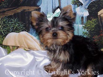 kies for sale, yorky for sale, party yorkies for sale, maltese for sale, tcup yorkies for sale, tiny yorkies for sale, yorkie puppies for sale, yorkie puppy for sale ca, yorkshire terrier for sale canada, maltese for sale tx, baby doll face yorkies, baby doll face maltese, apple head yorkies, apple head yorkies for sale ca, tcup maltese for sale co, dog clothes for sale, dog tutu, dog dresses for sale, fancy dog clothes, fancy dog dress for sale, dog shop, akc maltese for sale, akc maltese tx, yorkshire terrier for sale ,yorkshire terrier puppies for sale canada, baby face yorkie, 