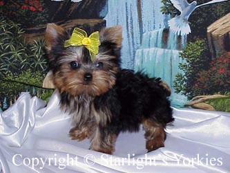 kies for sale, yorky for sale, party yorkies for sale, maltese for sale, tcup yorkies for sale, tiny yorkies for sale, yorkie puppies for sale, yorkie puppy for sale ca, yorkshire terrier for sale canada, maltese for sale tx, baby doll face yorkies, baby doll face maltese, apple head yorkies, apple head yorkies for sale ca, tcup maltese for sale co, dog clothes for sale, dog tutu, dog dresses for sale, fancy dog clothes, fancy dog dress for sale, dog shop, akc maltese for sale, akc maltese tx, yorkshire terrier for sale ,yorkshire terrier puppies for sale canada, baby face yorkie, 