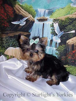 kies for sale, yorky for sale, party yorkies for sale, maltese for sale, tcup yorkies for sale, tiny yorkies for sale, yorkie puppies for sale, yorkie puppy for sale ca, yorkshire terrier for sale canada, maltese for sale tx, baby doll face yorkies, baby doll face maltese, apple head yorkies, apple head yorkies for sale ca, tcup maltese for sale co, dog clothes for sale, dog tutu, dog dresses for sale, fancy dog clothes, fancy dog dress for sale, dog shop, akc maltese for sale, akc maltese tx, yorkshire terrier for sale ,yorkshire terrier puppies for sale canada, baby face yorkie, 