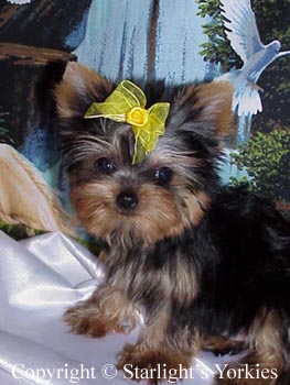 kies for sale, yorky for sale, party yorkies for sale, maltese for sale, tcup yorkies for sale, tiny yorkies for sale, yorkie puppies for sale, yorkie puppy for sale ca, yorkshire terrier for sale canada, maltese for sale tx, baby doll face yorkies, baby doll face maltese, apple head yorkies, apple head yorkies for sale ca, tcup maltese for sale co, dog clothes for sale, dog tutu, dog dresses for sale, fancy dog clothes, fancy dog dress for sale, dog shop, akc maltese for sale, akc maltese tx, yorkshire terrier for sale ,yorkshire terrier puppies for sale canada, baby face yorkie, 