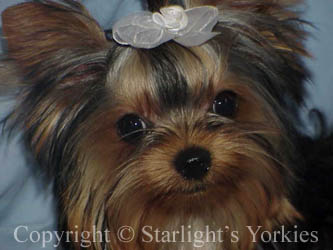 kies for sale, yorky for sale, party yorkies for sale, maltese for sale, tcup yorkies for sale, tiny yorkies for sale, yorkie puppies for sale, yorkie puppy for sale ca, yorkshire terrier for sale canada, maltese for sale tx, baby doll face yorkies, baby doll face maltese, apple head yorkies, apple head yorkies for sale ca, tcup maltese for sale co, dog clothes for sale, dog tutu, dog dresses for sale, fancy dog clothes, fancy dog dress for sale, dog shop, akc maltese for sale, akc maltese tx, yorkshire terrier for sale ,yorkshire terrier puppies for sale canada, baby face yorkie, 