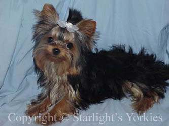 kies for sale, yorky for sale, party yorkies for sale, maltese for sale, tcup yorkies for sale, tiny yorkies for sale, yorkie puppies for sale, yorkie puppy for sale ca, yorkshire terrier for sale canada, maltese for sale tx, baby doll face yorkies, baby doll face maltese, apple head yorkies, apple head yorkies for sale ca, tcup maltese for sale co, dog clothes for sale, dog tutu, dog dresses for sale, fancy dog clothes, fancy dog dress for sale, dog shop, akc maltese for sale, akc maltese tx, yorkshire terrier for sale ,yorkshire terrier puppies for sale canada, baby face yorkie, 