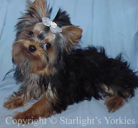 kies for sale, yorky for sale, party yorkies for sale, maltese for sale, tcup yorkies for sale, tiny yorkies for sale, yorkie puppies for sale, yorkie puppy for sale ca, yorkshire terrier for sale canada, maltese for sale tx, baby doll face yorkies, baby doll face maltese, apple head yorkies, apple head yorkies for sale ca, tcup maltese for sale co, dog clothes for sale, dog tutu, dog dresses for sale, fancy dog clothes, fancy dog dress for sale, dog shop, akc maltese for sale, akc maltese tx, yorkshire terrier for sale ,yorkshire terrier puppies for sale canada, baby face yorkie, 