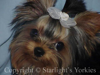 kies for sale, yorky for sale, party yorkies for sale, maltese for sale, tcup yorkies for sale, tiny yorkies for sale, yorkie puppies for sale, yorkie puppy for sale ca, yorkshire terrier for sale canada, maltese for sale tx, baby doll face yorkies, baby doll face maltese, apple head yorkies, apple head yorkies for sale ca, tcup maltese for sale co, dog clothes for sale, dog tutu, dog dresses for sale, fancy dog clothes, fancy dog dress for sale, dog shop, akc maltese for sale, akc maltese tx, yorkshire terrier for sale ,yorkshire terrier puppies for sale canada, baby face yorkie, 