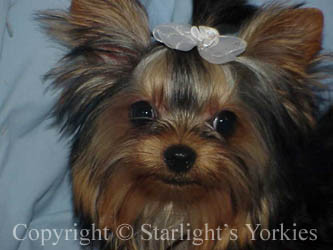 kies for sale, yorky for sale, party yorkies for sale, maltese for sale, tcup yorkies for sale, tiny yorkies for sale, yorkie puppies for sale, yorkie puppy for sale ca, yorkshire terrier for sale canada, maltese for sale tx, baby doll face yorkies, baby doll face maltese, apple head yorkies, apple head yorkies for sale ca, tcup maltese for sale co, dog clothes for sale, dog tutu, dog dresses for sale, fancy dog clothes, fancy dog dress for sale, dog shop, akc maltese for sale, akc maltese tx, yorkshire terrier for sale ,yorkshire terrier puppies for sale canada, baby face yorkie, 