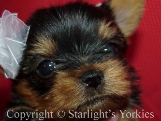 kies for sale, yorky for sale, party yorkies for sale, maltese for sale, tcup yorkies for sale, tiny yorkies for sale, yorkie puppies for sale, yorkie puppy for sale ca, yorkshire terrier for sale canada, maltese for sale tx, baby doll face yorkies, baby doll face maltese, apple head yorkies, apple head yorkies for sale ca, tcup maltese for sale co, dog clothes for sale, dog tutu, dog dresses for sale, fancy dog clothes, fancy dog dress for sale, dog shop, akc maltese for sale, akc maltese tx, yorkshire terrier for sale ,yorkshire terrier puppies for sale canada, baby face yorkie, 