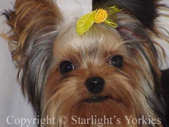 kies for sale, yorky for sale, party yorkies for sale, maltese for sale, tcup yorkies for sale, tiny yorkies for sale, yorkie puppies for sale, yorkie puppy for sale ca, yorkshire terrier for sale canada, maltese for sale tx, baby doll face yorkies, baby doll face maltese, apple head yorkies, apple head yorkies for sale ca, tcup maltese for sale co, dog clothes for sale, dog tutu, dog dresses for sale, fancy dog clothes, fancy dog dress for sale, dog shop, akc maltese for sale, akc maltese tx, yorkshire terrier for sale ,yorkshire terrier puppies for sale canada, baby face yorkie, 
