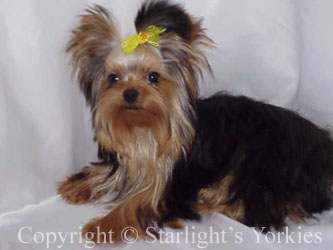 kies for sale, yorky for sale, party yorkies for sale, maltese for sale, tcup yorkies for sale, tiny yorkies for sale, yorkie puppies for sale, yorkie puppy for sale ca, yorkshire terrier for sale canada, maltese for sale tx, baby doll face yorkies, baby doll face maltese, apple head yorkies, apple head yorkies for sale ca, tcup maltese for sale co, dog clothes for sale, dog tutu, dog dresses for sale, fancy dog clothes, fancy dog dress for sale, dog shop, akc maltese for sale, akc maltese tx, yorkshire terrier for sale ,yorkshire terrier puppies for sale canada, baby face yorkie, 