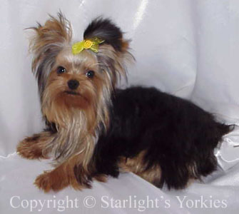 kies for sale, yorky for sale, party yorkies for sale, maltese for sale, tcup yorkies for sale, tiny yorkies for sale, yorkie puppies for sale, yorkie puppy for sale ca, yorkshire terrier for sale canada, maltese for sale tx, baby doll face yorkies, baby doll face maltese, apple head yorkies, apple head yorkies for sale ca, tcup maltese for sale co, dog clothes for sale, dog tutu, dog dresses for sale, fancy dog clothes, fancy dog dress for sale, dog shop, akc maltese for sale, akc maltese tx, yorkshire terrier for sale ,yorkshire terrier puppies for sale canada, baby face yorkie, 