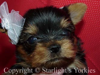 kies for sale, yorky for sale, party yorkies for sale, maltese for sale, tcup yorkies for sale, tiny yorkies for sale, yorkie puppies for sale, yorkie puppy for sale ca, yorkshire terrier for sale canada, maltese for sale tx, baby doll face yorkies, baby doll face maltese, apple head yorkies, apple head yorkies for sale ca, tcup maltese for sale co, dog clothes for sale, dog tutu, dog dresses for sale, fancy dog clothes, fancy dog dress for sale, dog shop, akc maltese for sale, akc maltese tx, yorkshire terrier for sale ,yorkshire terrier puppies for sale canada, baby face yorkie, 